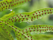 the back of fern leaf with spores and water drops.