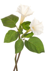 Wall Mural - datura flower