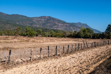 Wall Mural - dried rice fields. southern laos countryside. long drought period