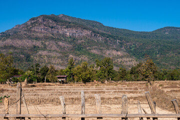 Wall Mural - dried rice fields. southern laos countryside. long drought period