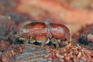 Wall Mural - The European spruce bark beetle (Ips typographus), is a species of beetle in the weevil subfamily Scolytinae, the bark beetles.