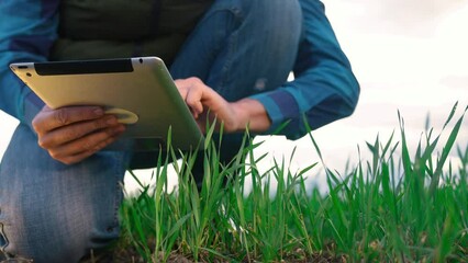 Wall Mural - agriculture. farmer with a digital tablet examines green wheat in a field on a digital tablet. agriculture smart eco farm business concept. farmer hand with digital tablet in the field. smart farming