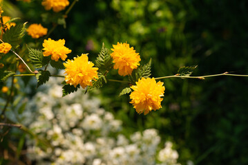 Wall Mural - Yellow flowers of ornamental shrub Kerria japonica