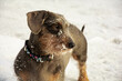 Szaro brązowy jamnik z czarną obrożą w kolorowe psie łapki obsypany śniegiem w zimie