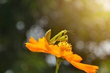 Praying Mantis On Yellow Flower
