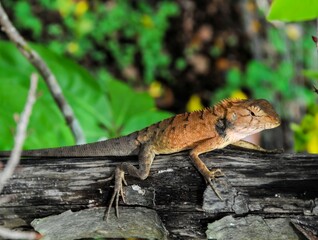 Wall Mural - Orange Lizard