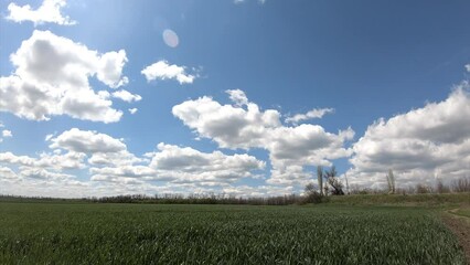 Wall Mural - Free space of Ukrainian fields. Peaceful sky and white clouds.