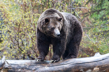 Wall Mural - grizzly bear with large claws standing on log balancing looking down to the side with trees in background