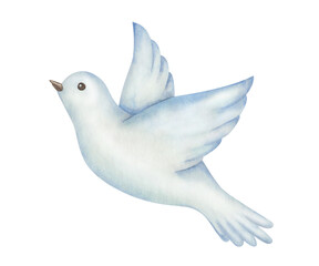 Watercolor illustration of hand painted bird flying with spread wings, blue white dove, pigeon. Isolated on white clip art element. Symbol of peace