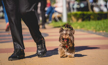 The owner walks the yorkshire terrier dog in the park.