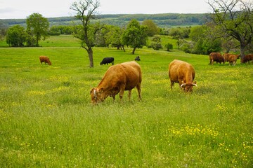 Rinderherde grast am Rande des Biosphärenreservats Bliesgau, Saarland