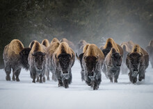 Herd Of American Bison, Yellowstone National Park. Winter Scene.