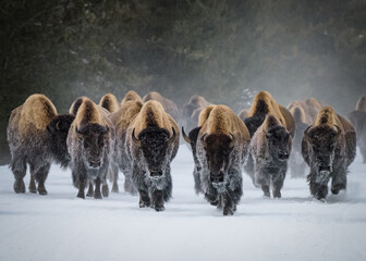 herd of american bison, yellowstone national park. winter scene.