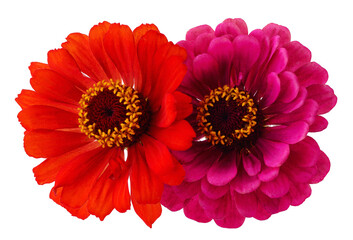 Canvas Print - Two pink zinnia.