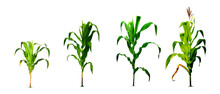 Corn Growing Process Realistic Illustration In Flat Design. Corn Planting Process Growing Corn From Flowering Seeds. Isolated On A White Background
