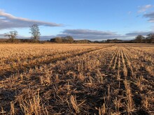 A Cereal Field With The Remaining Stubble In March, North Yorkshire, England, United Kingdom