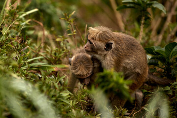 Wall Mural - Portrait of a cute monkey in the jungle, close up. Monkeys in the tea plantations of Sri Lanka