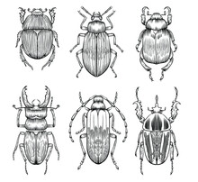 Hand Drawn Outline Vector Beetles, Bugs, Detailed Tattoo Ink Style, Realistic Engraved Illustration