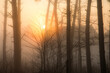 © rparys - sun and fog in the forest