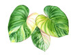 Watercolor illustration of variegated green leaves. Homalomena plant. Tropical foliage. Exotic floral background.