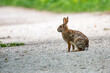 © Manu Nair - An eastern cotton tail rabbit seen on a trail