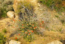 Desert Globemallow (Sphaeralcea Ambigua) In The Rocky Desert Of Joshua Tree National Park, California, USA
