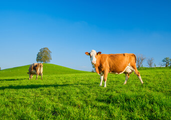 Poster - A cow in a pasture on a sunny day. Agriculture in Switzerland. Photo in high resolution.