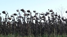 Field Of Ripe Sunflower. Harvest In Autumn.