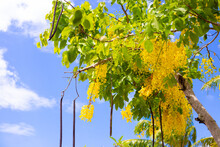 Inflorescences Of Bright Yellow Cassia Fistula Flowers Against A Blue Sky.Tropical Plants Of Asia, Beauty In Nature