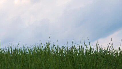 Wall Mural - Closeup of green grass with long blades growing on lawn in summer