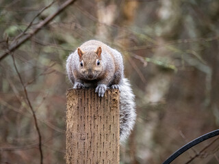 Wall Mural - close up of a cute grey squirrel resting on top of the wooden pole of a bird feeder in the park