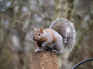 Wall Mural - a cute grey squirrel sitting on top the wooden pole of a bird feeder in the park