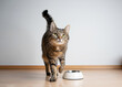 hungry tabby cat next to empty feeding bowl waiting for pet food with copy space