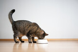 Fototapeta Koty - side view of tabby cat eating pet food from feeding bowl on white background with copy space