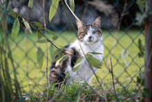 White Tabby Cat Sitting Behind Chain-link Fence Outdoors In The Garden Looking At Camera