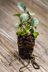 Wall Mural - Broccoli 'Purple Sprouting' seedlings dense planted in a block of potting soil with roots exposed on a rustic wooden background