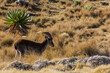 Walia ibex (Capra walie) in Simien mountains, Ethiopia