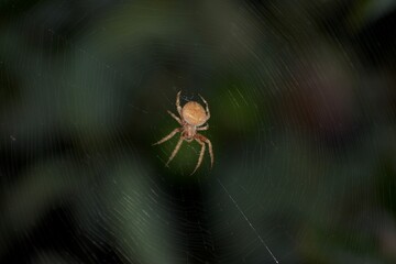 Spider that is brown with web from top