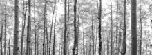 Think Forest Of Tree Trunks And Branches In Black And White Landscape Background Texture