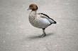 the male Australian wood duck or maned duck has brown feathers on the back of its neck that looks like a horses mane
