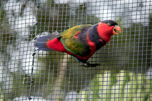 The Black Capped Lory Has Black On The Top Of Its Head, A Red Face And Blue On Its Neck With Green Wings And Red And Blue On Its Tail