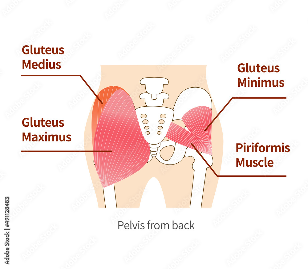 Main gluteal muscles of the buttocks: large gluteus medius, gluteus ...