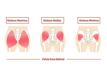 Main Gluteal Muscles Of The Buttocks: Large Gluteus Medius, Gluteus Medius Muscle, Small Gluteus Muscle.