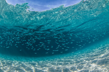 Wall Mural - Underwater paradise, Jervis Bay, Australia