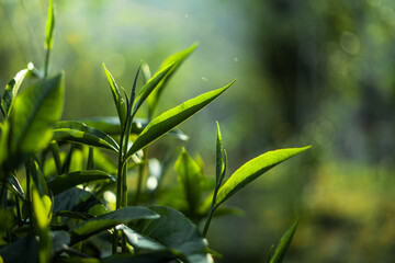 Wall Mural - green tea leaves in nature evening light