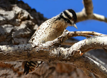 Close Up Of A Female Ladder-backed Woodpecker In A Tree On A Sunny Winter Day In A Park In  A Park In Hillsboro, Southern New Mexico