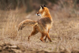 Fototapeta  - Adult fox in the forest