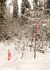 Wall Mural - traditional winter landscape with snowy trees, branches marked in red, the magic of white winter