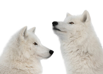  two polar wolf raised his head up isolated on white background
