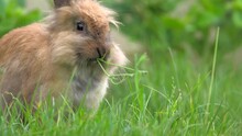A Slightly Moving Footage Of A Cute Little Rabbit Eating Some Plants In A Garden